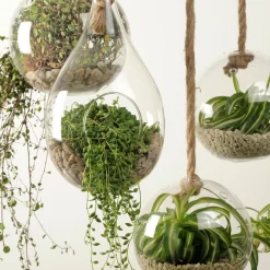 CASA Drop Gota De Vidrio Transparente| Colgadores Para Plantas