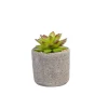 CASA Granit Planta Crasa En Maceta Verde| Plantas Artificiales