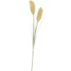 CASA Grass Cana Con Pluma Verde| Ramos Artificiales