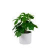 CASA Monstera Planta Varios Colores| Plantas Artificiales