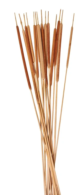 CASA Typha Canas Juego De 15 Natural| Flores Artificiales